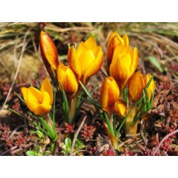Krokus dwubarwny Zwanenburg Bronze - 10 cebulek
