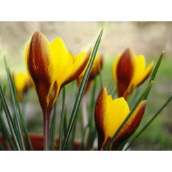 Krokus dwubarwny Zwanenburg Bronze - 10 cebulek