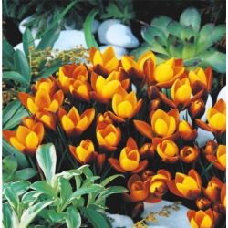 Krokus dwubarwny Zwanenburg Bronze - 10 cebulek
