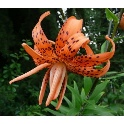 Lilia tygrysia Tigrinum - 1 cebula