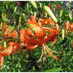 Lilia tygrysia Tigrinum - 1 cebula