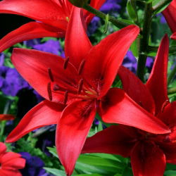 Lilia azjatycka czerwona - Red - 1 cebula