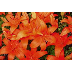 Lilia azjatycka pomarańczowa - Orange - 1 cebula