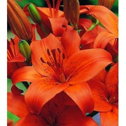 Lilia azjatycka pomarańczowa - Orange - 1 cebula