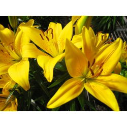 Lilia azjatycka żółta - Yellow - 1 cebula