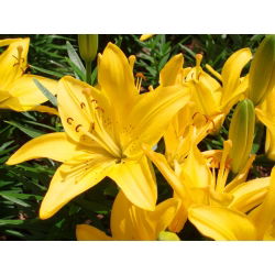 Lilia azjatycka żółta - Yellow - 1 cebula