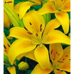 Lilia azjatycka żółta - Yellow - 1 cebula
