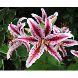 Lilia orientalna Dizzy - 1 cebula