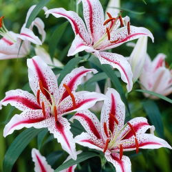 Lilia orientalna Dizzy - 1 cebula