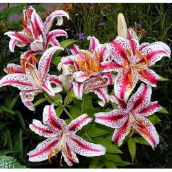 Lilia orientalna Dizzy - 1 cebula