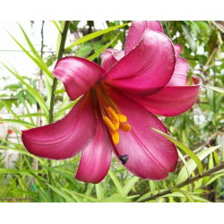 Lilia trąbkowa Pink Perfection - 1 cebula