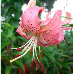 Lilia tygrysia - Pink Tiger - 1 cebula
