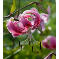 Lilia tygrysia - Pink Tiger - 1 cebula