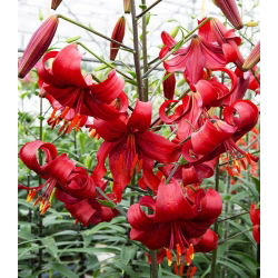 Lilia tygrysia - Red Tiger - 1 cebula