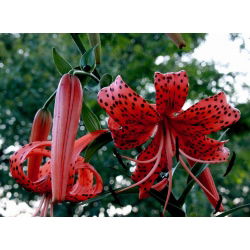Lilia tygrysia - Red Tiger - 1 cebula