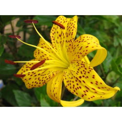 Lilia tygrysia - Yellow Tiger - 1 cebula