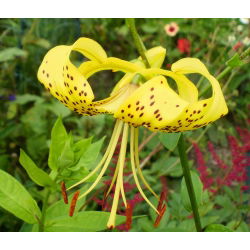 Lilia tygrysia - Yellow Tiger - 1 cebula