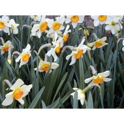 Narcyz Flower Record - 5 cebul