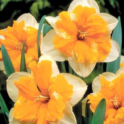 Narcyz Orangery - opak. 5 cebulek