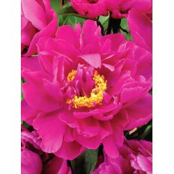 Piwonia, Paeonia - Karl Rosenfield - 1 kłącze