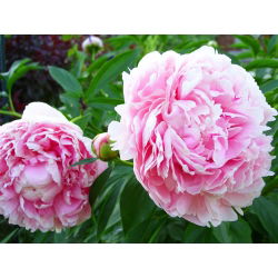 Piwonia, Paeonia - Sarah Bernhardt - 1 kłącze