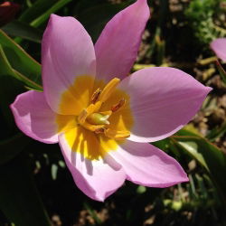 Tulipan botaniczny - niski - kolorowa mieszanka - 5 cebul