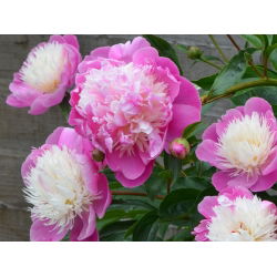 Piwonia, Paeonia - Bowl of Beauty - 1 kłącze