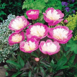 Piwonia, Paeonia - Bowl of Beauty - 1 kłącze