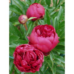 Piwonia, Paeonia - Felix Crouse - 1 kłącze