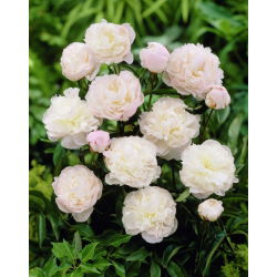 Paeonia - Piwonia Shirley Temple - 1 kłącze