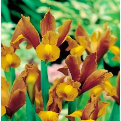 Irys holenderski - Bronze Queen - 10 sztuk