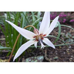 Psiząb Snow Flake - 1 cebula