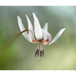 Psiząb Snow Flake - 1 cebula