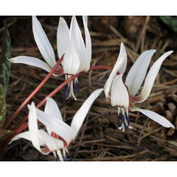 Psiząb Snow Flake - 1 cebula