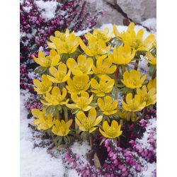 Rannik wiosenny Eranthis cilicica - 5 cebulek