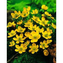 Rannik wiosenny Eranthis cilicica - 5 cebulek