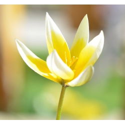 Tulipan botaniczny - niski - kolorowa mieszanka - 5 cebul
