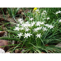 Śniedek baldaszkowaty - 10 cebulek