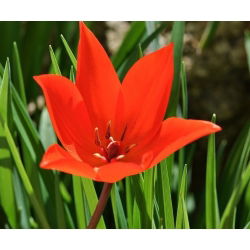 Tulipan botaniczny - niski - kolorowa mieszanka - 5 cebul