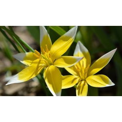 Tulipan botaniczny - niski - kolorowa mieszanka - 5 cebul