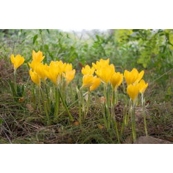Sternbergia - Żółty zimowit - 1 cebula