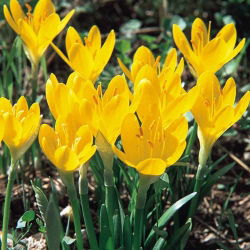 Sternbergia - Żółty zimowit - 1 cebula