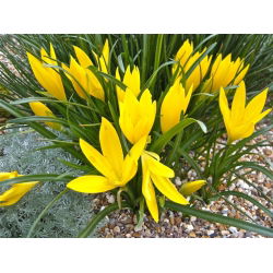 Sternbergia - Żółty zimowit - 1 cebula