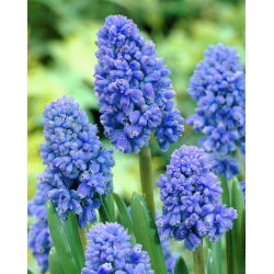 Szafirek Muscari Blue Spike - 10 cebulek