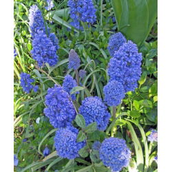 Szafirek Muscari Blue Spike - 10 cebulek