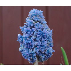 Szafirek Muscari Blue Spike - 10 cebulek