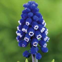 Szafirek Muscari Dark Eyes - op. 5 szt.