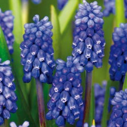 Szafirek Muscari Dark Eyes - op. 5 szt.