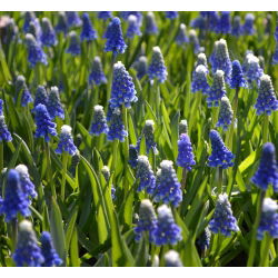 Szafirek Auchera - Muscari Mount Hood - 5 cebulek