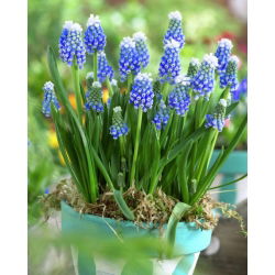 Szafirek Auchera - Muscari Mount Hood - 5 cebulek